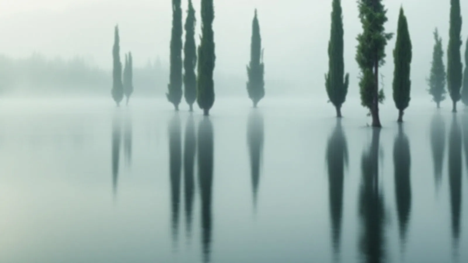 Cypress trees standing in calm still water with soft morning mist, the MoneyCypress view of cash advance online, $100 – $5,000